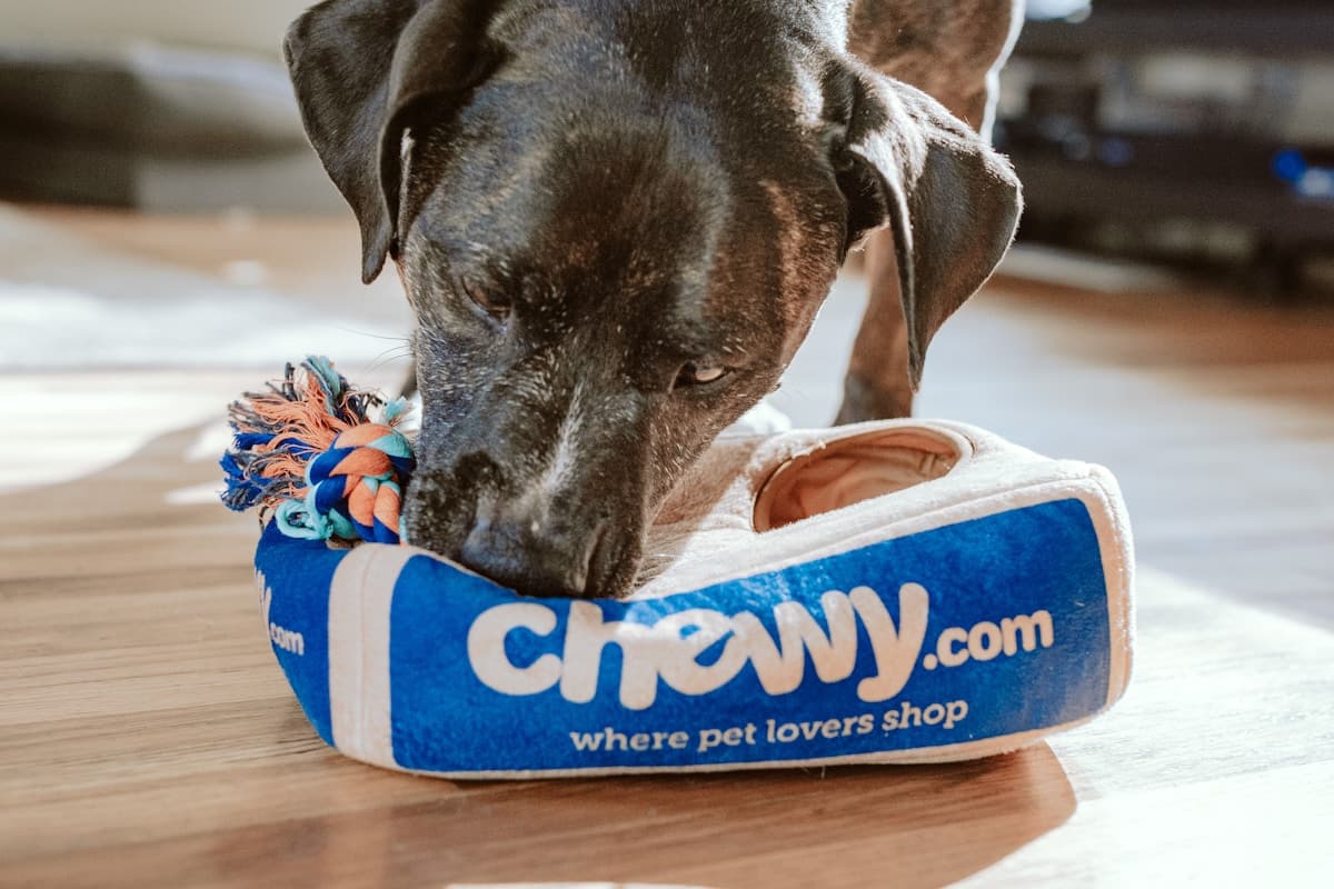 Хотели за домашни любимци